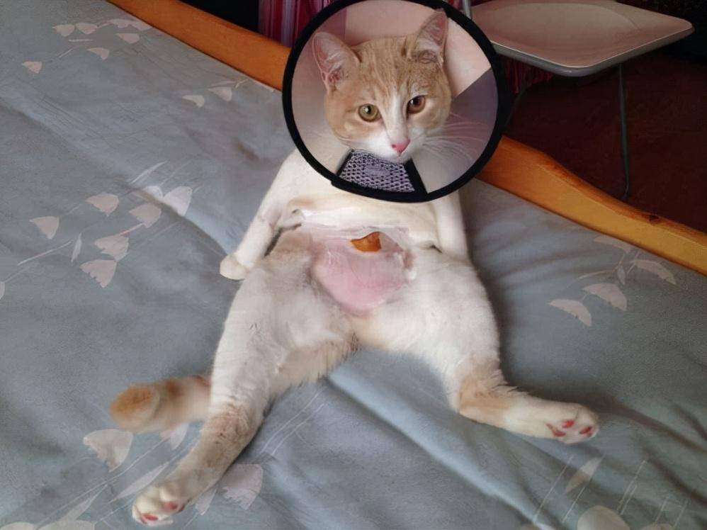 猫咪绝育的好处坏处有哪些?绝育需要多少时间?(图1)