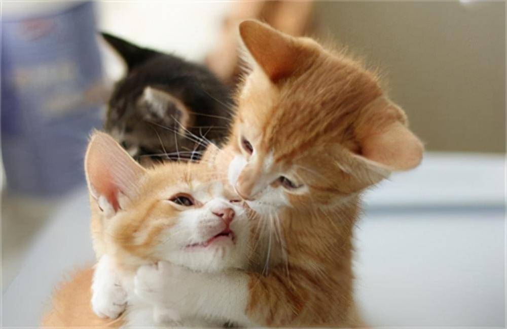 猫咪绝育的好处坏处有哪些?绝育需要多少时间?(图6)