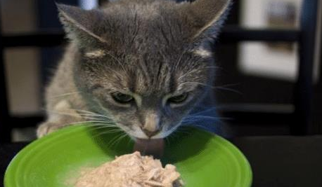 猫咪胖乎乎是可爱,不过为了猫咪的健康,日常饮食搭配不能忽视(图1)