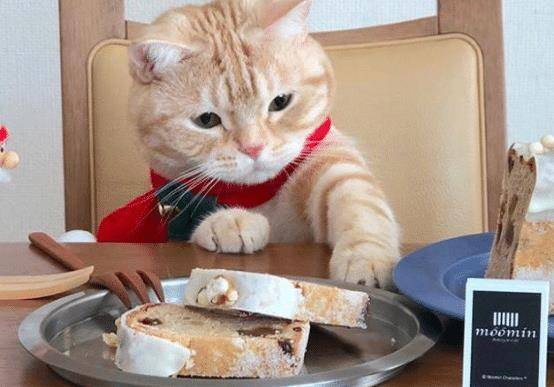 猫咪胖乎乎是可爱,不过为了猫咪的健康,日常饮食搭配不能忽视(图2)