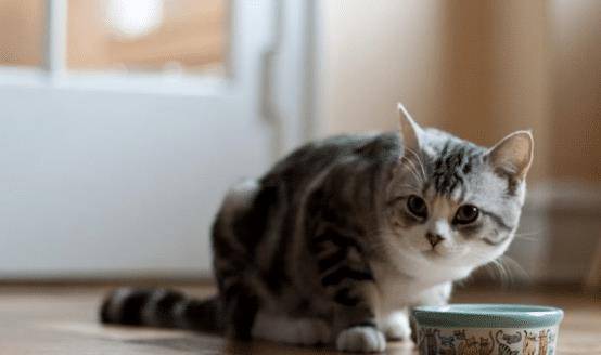 猫咪胖乎乎是可爱,不过为了猫咪的健康,日常饮食搭配不能忽视(图4)