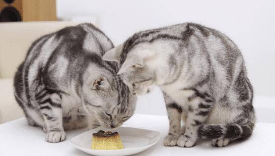 猫咪胖乎乎是可爱,不过为了猫咪的健康,日常饮食搭配不能忽视(图3)