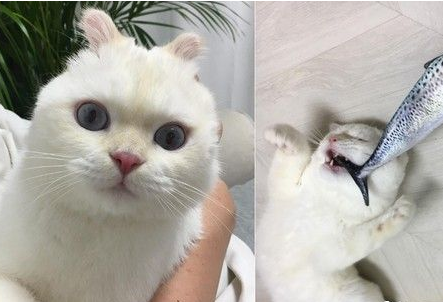 超萌馒头手折耳猫 竟然吃鱼吃到睡着的(图1)
