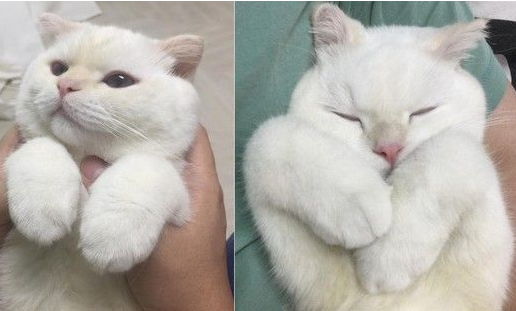 超萌馒头手折耳猫 竟然吃鱼吃到睡着的(图2)