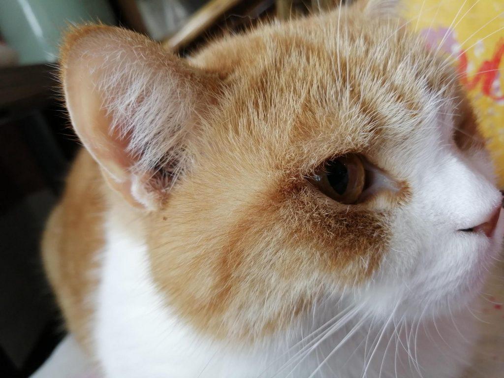 猫咪的正常体温是多少度?介绍一以下3种方法更好测量猫咪体温(图1)