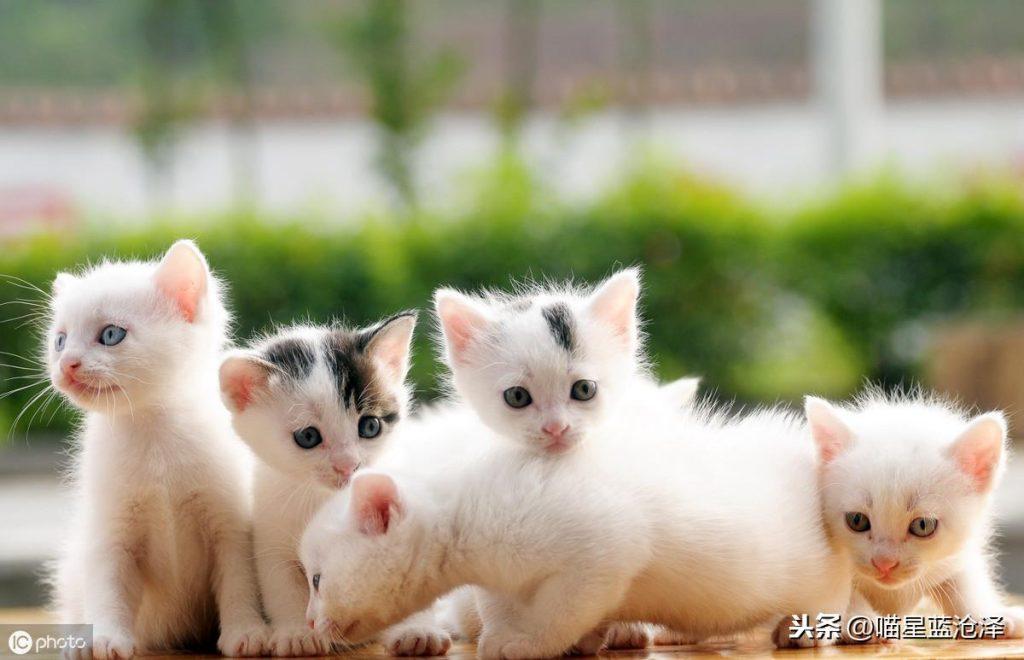 幼猫为什么会不拉便便?铲屎官该怎么帮助幼猫排便呢?(图2)