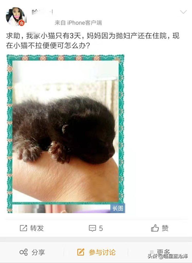 幼猫为什么会不拉便便?铲屎官该怎么帮助幼猫排便呢?(图3)