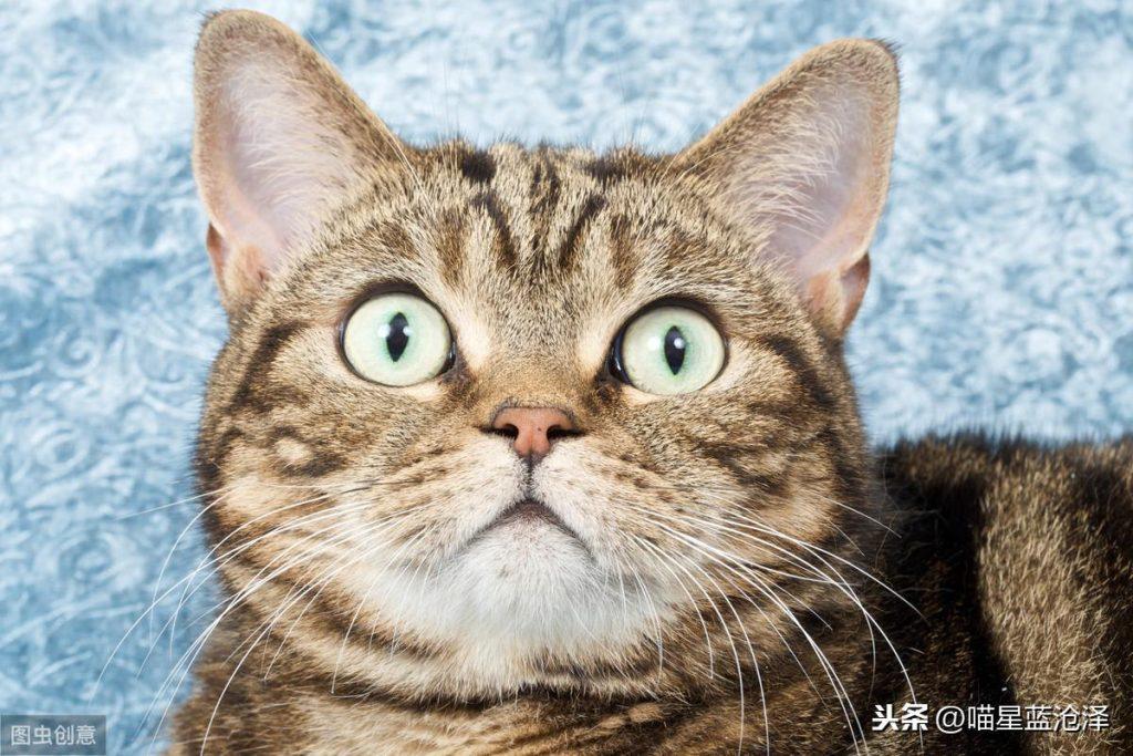 幼猫为什么会不拉便便?铲屎官该怎么帮助幼猫排便呢?(图4)