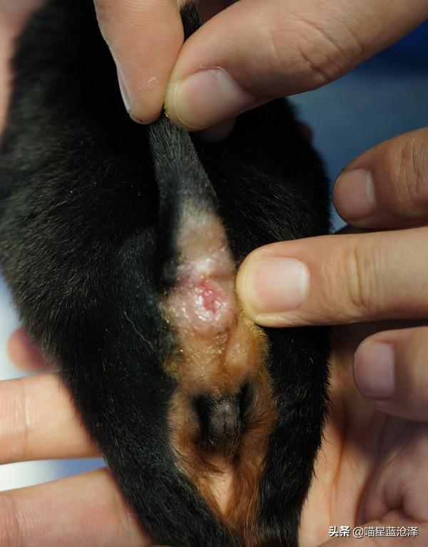 幼猫为什么会不拉便便?铲屎官该怎么帮助幼猫排便呢?(图6)