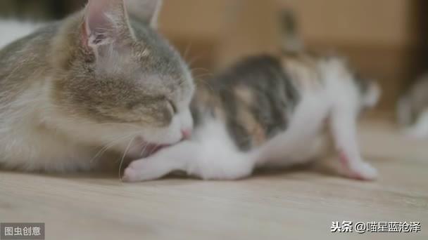 幼猫为什么会不拉便便?铲屎官该怎么帮助幼猫排便呢?(图5)