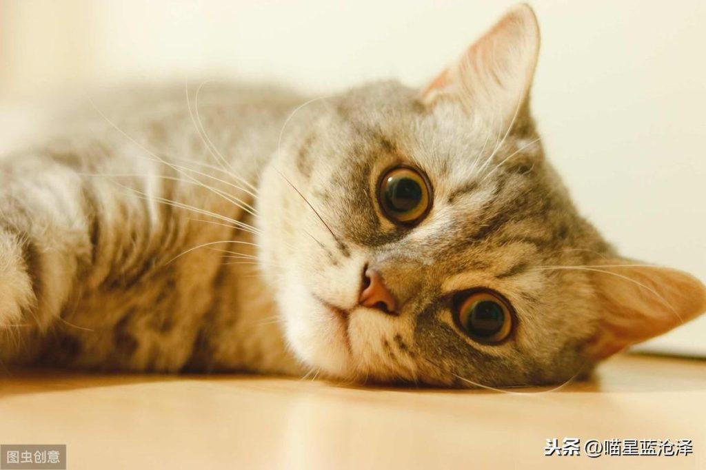 幼猫为什么会不拉便便?铲屎官该怎么帮助幼猫排便呢?(图7)