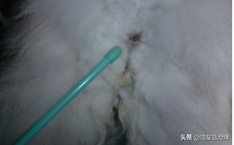 幼猫为什么会不拉便便?铲屎官该怎么帮助幼猫排便呢?(图8)