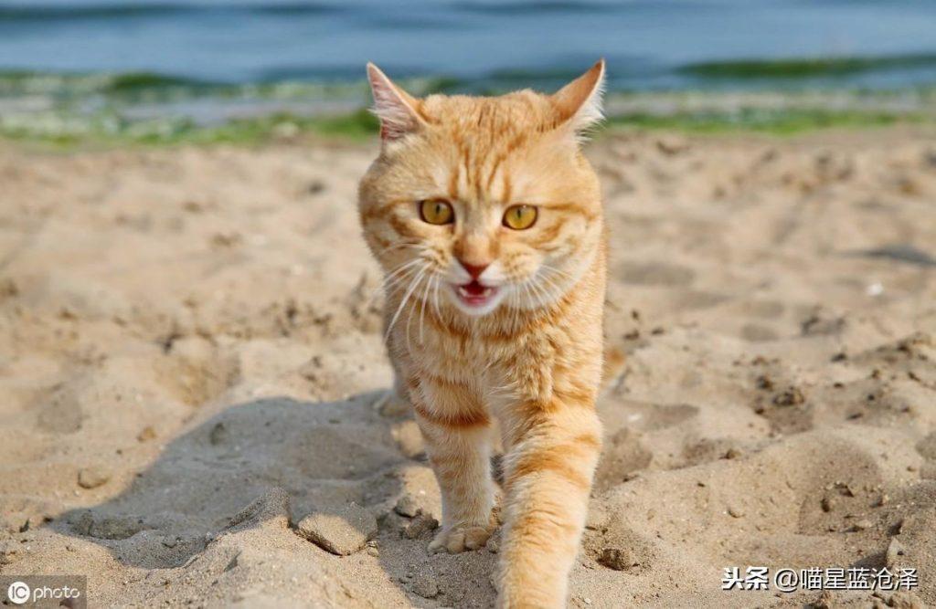 幼猫为什么会不拉便便?铲屎官该怎么帮助幼猫排便呢?(图11)