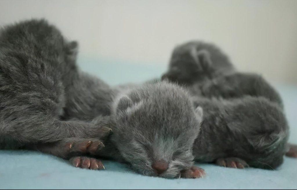 猫咪的一生可分为5个阶段,你家猫处于哪个阶段?(图2)