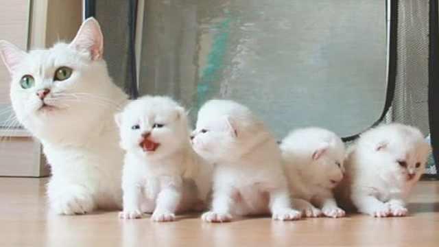 猫咪的一生可分为5个阶段,你家猫处于哪个阶段?(图1)