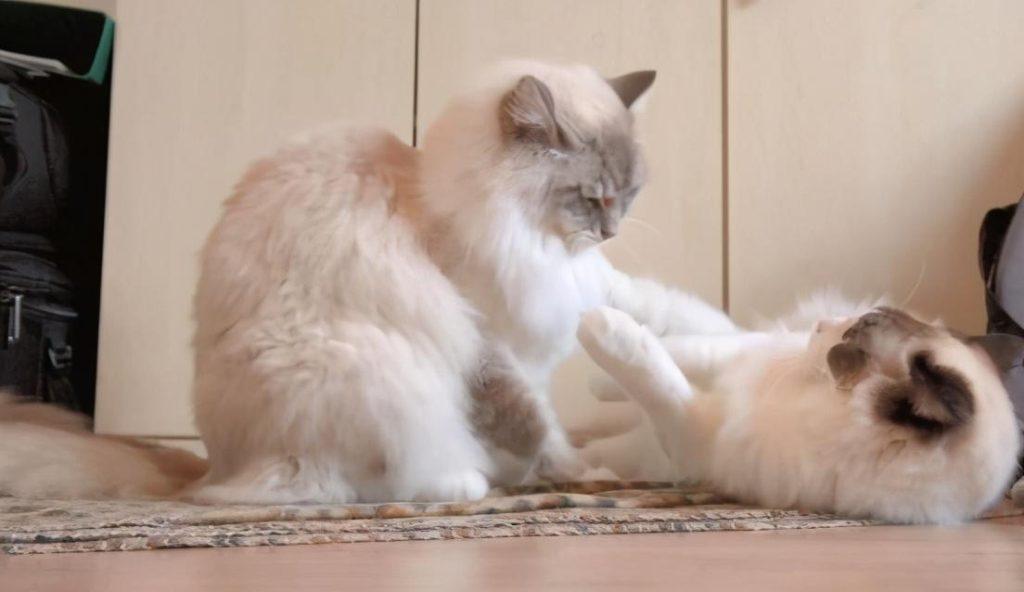 猫咪的一生可分为5个阶段,你家猫处于哪个阶段?(图3)