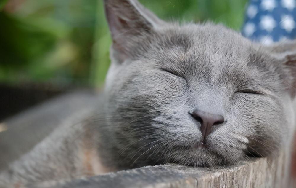 猫咪的一生可分为5个阶段,你家猫处于哪个阶段?(图6)