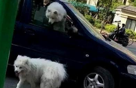 萨摩耶被猫欺负 | 萨摩耶遭遇花猫挥掌袭击 狗主人被误伤自认倒霉打疫苗(图1)