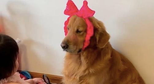 金毛和猫被女儿打扮得很妖艳,一脸的委屈:混口饭吃不容易啊(图1)