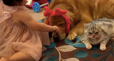 金毛和猫被女儿打扮得很妖艳,一脸的委屈:混口饭吃不容易啊(图2)