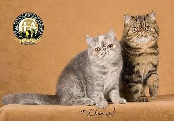 CFA品种猫介绍大全 | CFA承认的纯种猫总共有42个品种(图3)