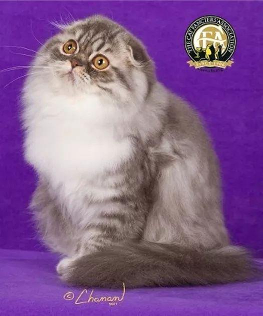 CFA品种猫介绍大全 | CFA承认的纯种猫总共有42个品种(图6)