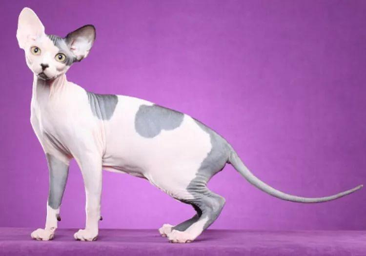 CFA品种猫介绍大全 | CFA承认的纯种猫总共有42个品种(图8)