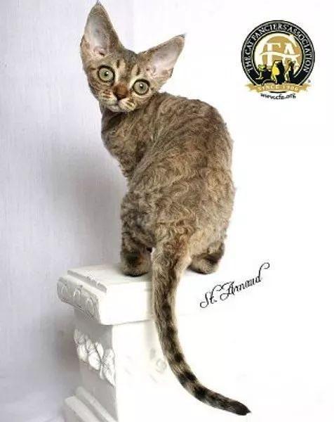 CFA品种猫介绍大全 | CFA承认的纯种猫总共有42个品种(图9)