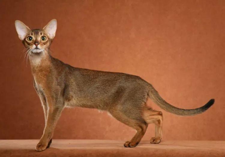 CFA品种猫介绍大全 | CFA承认的纯种猫总共有42个品种(图11)