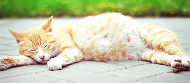 猫咪交配一般需要多久?那么如何判断小母猫是否怀孕呢(图5)