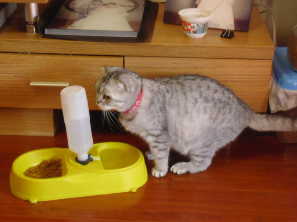 猫咪交配一般需要多久?那么如何判断小母猫是否怀孕呢(图7)