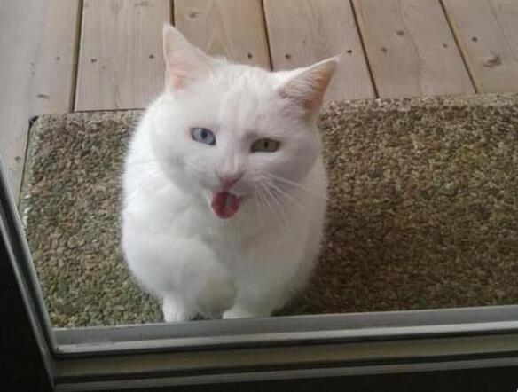 新型宠物服务受热捧 上门喂猫遛狗成新业态(图1)