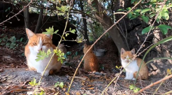 爬山时偶遇一窝流浪猫,大叔本想顺走小麻猫,下山后却被猫妈阻拦(图1)