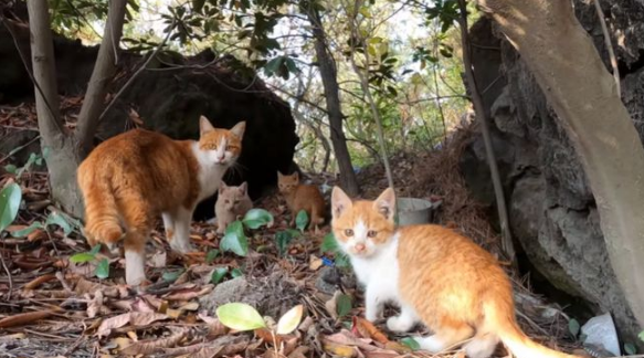 爬山时偶遇一窝流浪猫,大叔本想顺走小麻猫,下山后却被猫妈阻拦(图2)