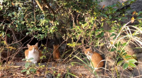 爬山时偶遇一窝流浪猫,大叔本想顺走小麻猫,下山后却被猫妈阻拦(图3)