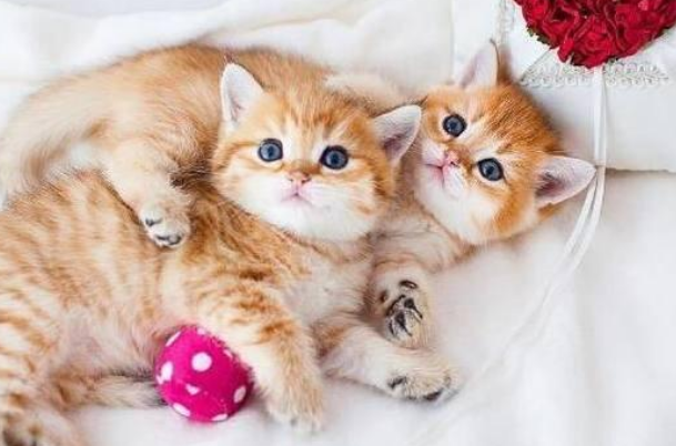 养一只橘猫离婚了不够分,那就再养一只就够了,网友:脑洞大开(图1)