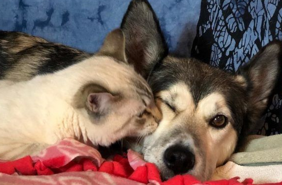 后瘫猫被猫妈妈遗弃 幸好有狗妈妈陪伴快乐成长(图1)