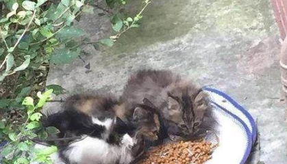 网友每晚喂养的流浪猫不见了,竟有意外发现(图1)