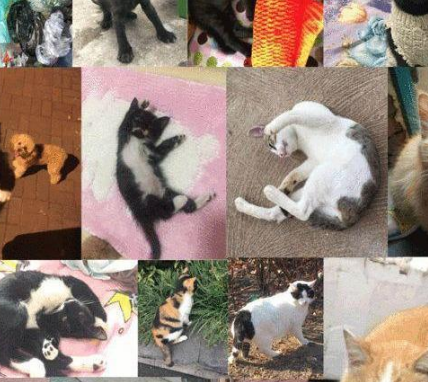 网友每晚喂养的流浪猫不见了,竟有意外发现(图3)