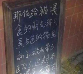 网友每晚喂养的流浪猫不见了,竟有意外发现(图2)