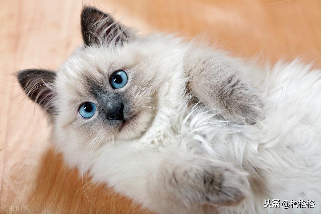 猫咪便血怎么办?猫咪便血解析,你需要了解这些(图1)