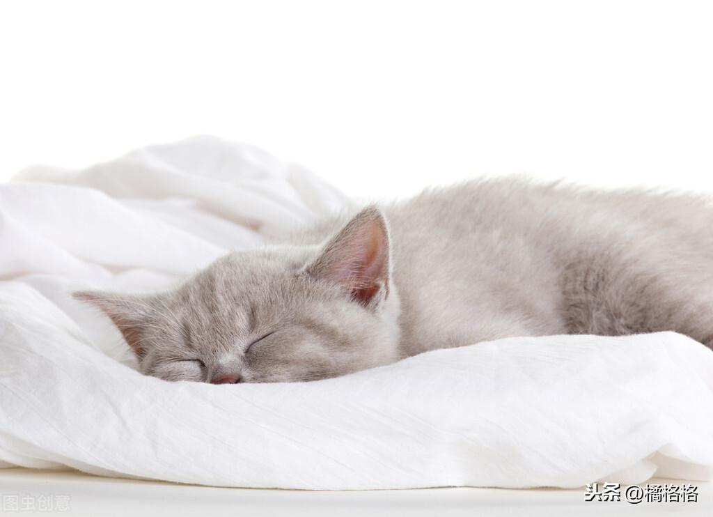 猫咪便血怎么办?猫咪便血解析,你需要了解这些(图3)