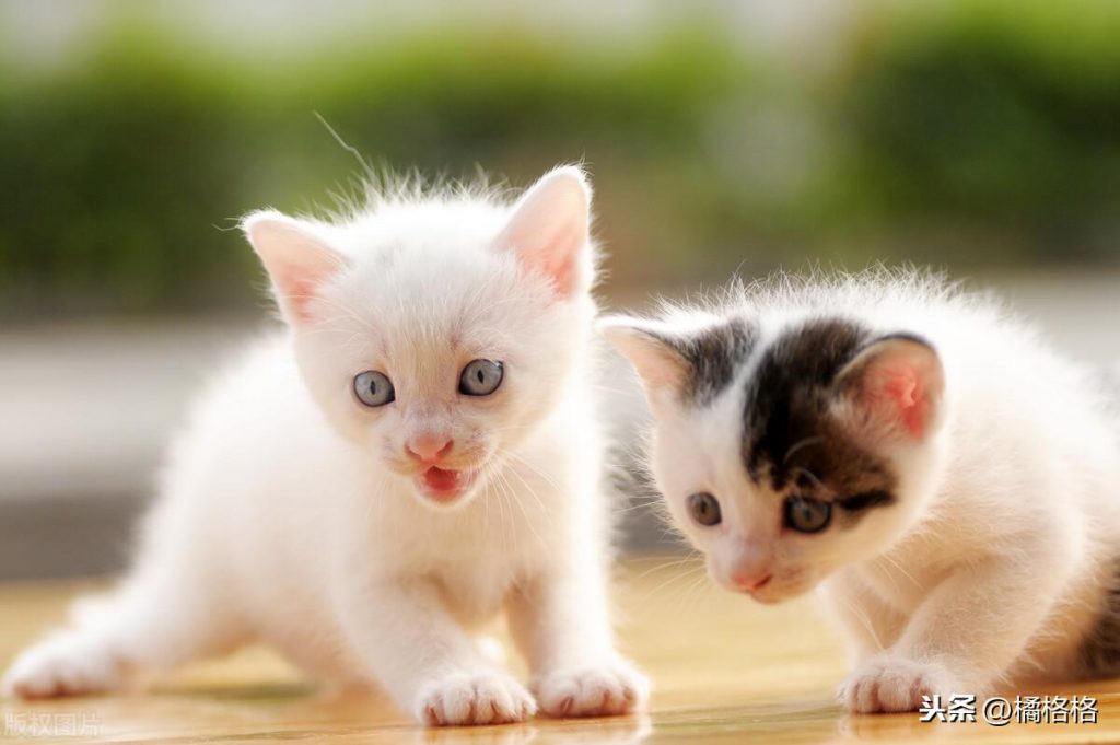 猫咪便血怎么办?猫咪便血解析,你需要了解这些(图4)