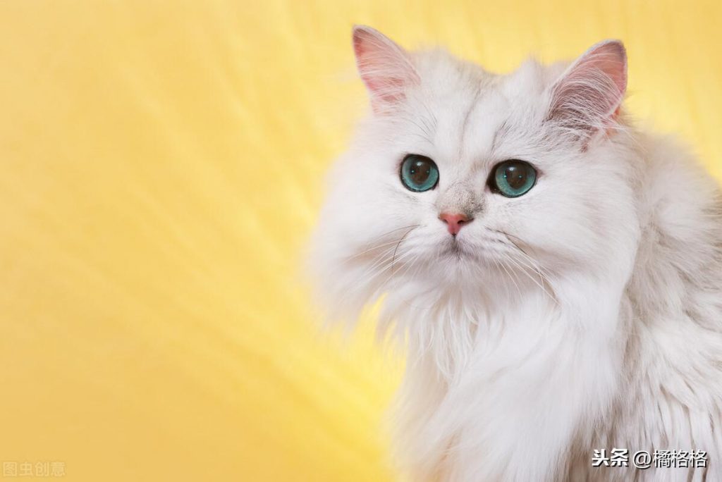 猫咪便血怎么办?猫咪便血解析,你需要了解这些(图7)