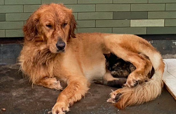 金毛养了只流浪猫当宠物,把好吃的全让给猫吃,喂得比家猫还胖!(图1)