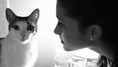 猫咪记仇了怎么办?这三个办法可以让它重回主子的怀抱(图1)