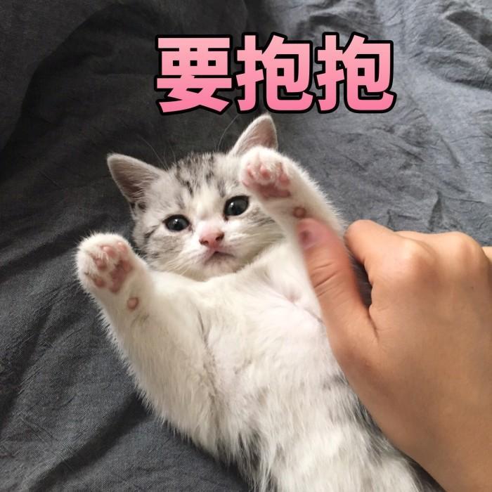 猫咪记仇了怎么办?这三个办法可以让它重回主子的怀抱(图3)