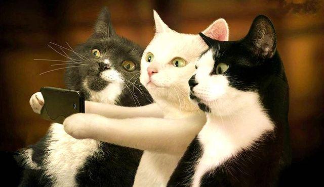 猫咪记仇了怎么办?这三个办法可以让它重回主子的怀抱(图2)