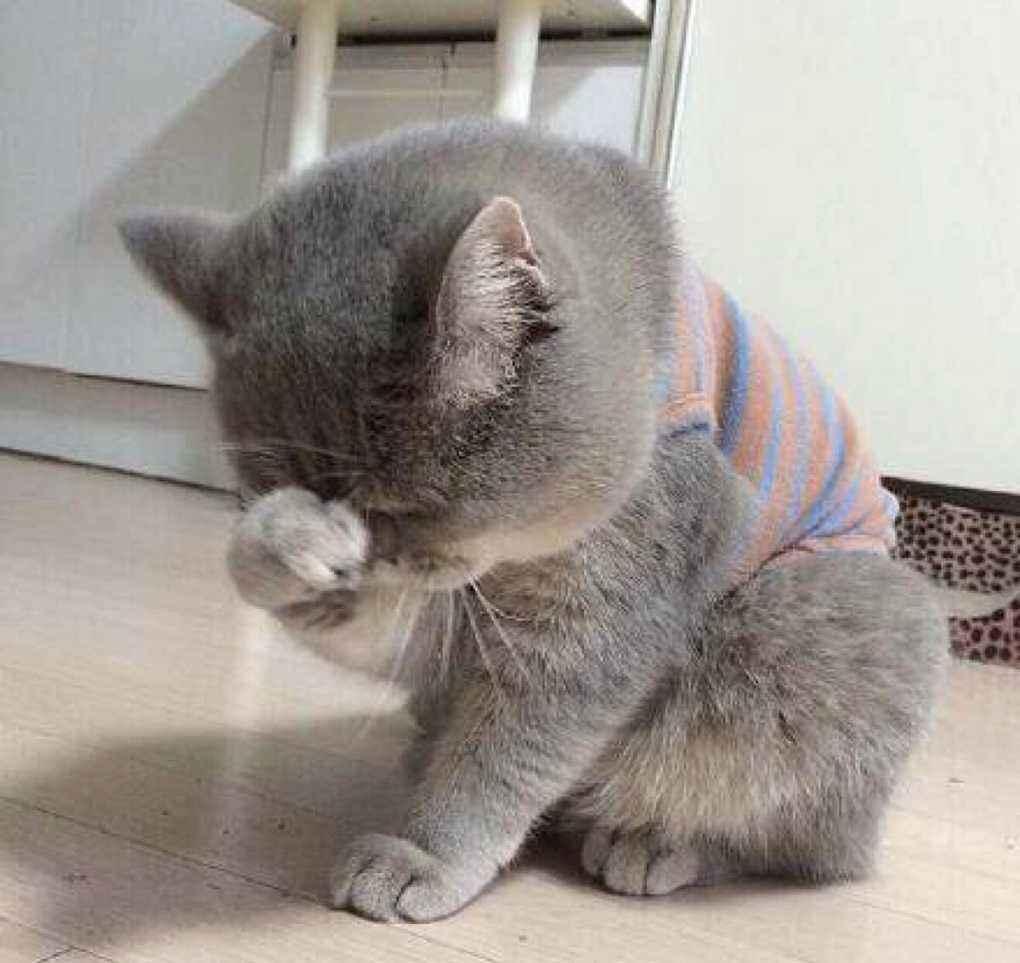 猫咪记仇了怎么办?这三个办法可以让它重回主子的怀抱(图4)