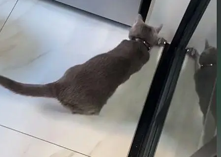 小伙家门口出现一只猫,当得知来历不禁语塞(图1)